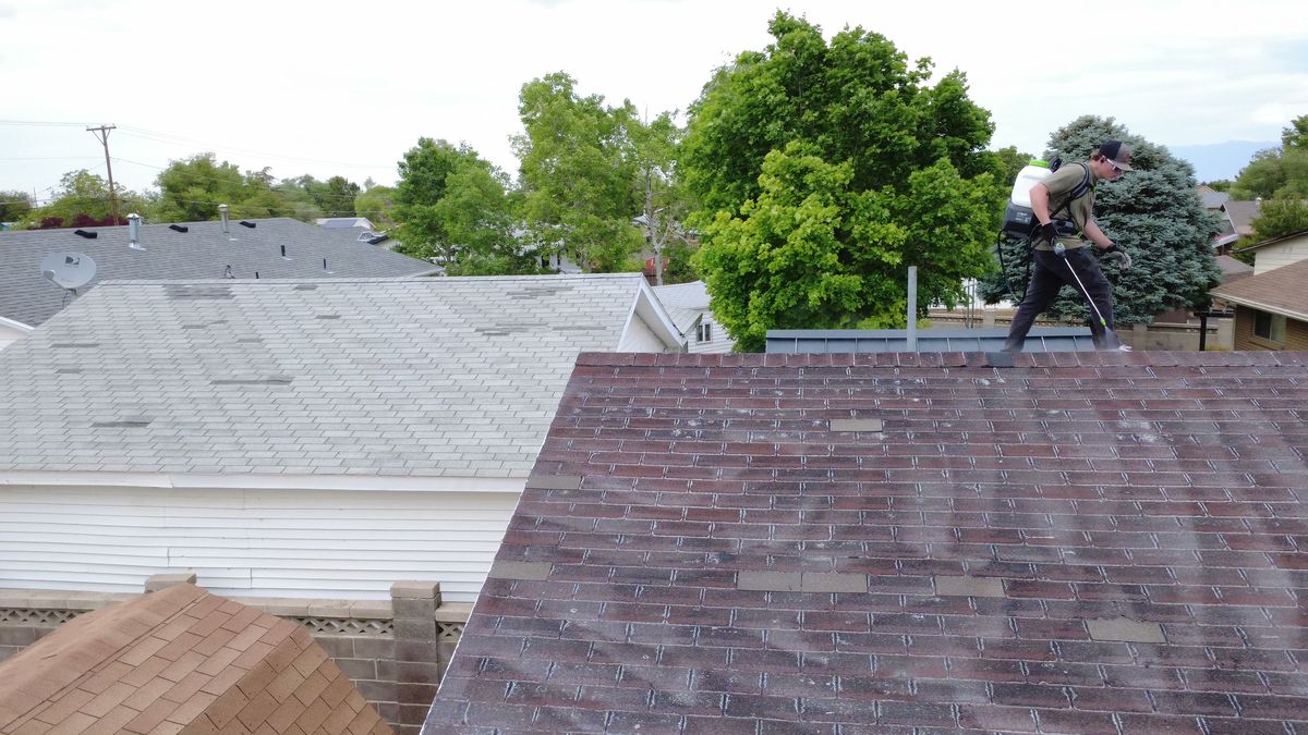 Technician spraying plant-based treatment across a weathered shingle roof